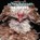 Extraordinary Chickens 2027 Wall Calendar, Stephen Green-Armytage - Paperback - 9781419791666