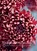 Chrysanthemums: Beautiful Varieties for Home and Garden, Naomi Slade - Gebonden - 9781423665618