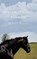 My Internet Horse, Emma White - Paperback - 9781449028831