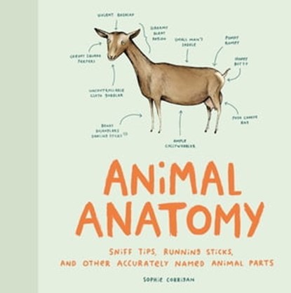 Animal Anatomy, Sophie Corrigan - Ebook - 9781452174549