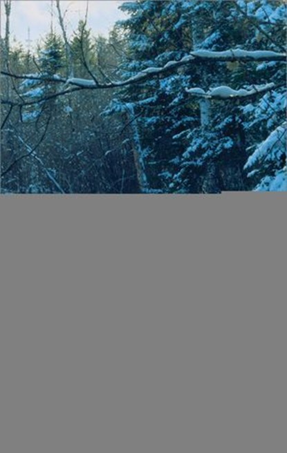 Love Inspired Suspense November 2014 - Box Set 1 of 2, Lenora Worth ; Rachelle McCalla ; Sandra Orchard - Ebook - 9781460348802