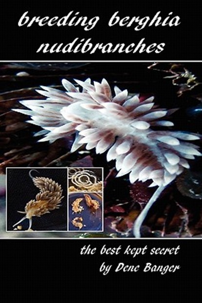 Breeding Berghia Nudibranches the best kept secret, Dene Banger - Paperback - 9781461065678
