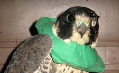 Emergency Wild Bird Care [Article], Velma Southerland - Ebook - 9781465826527