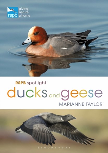RSPB Spotlight Ducks and Geese, Ms Marianne Taylor - Paperback - 9781472971647