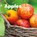 Apples, SHORES,  Erika - Gebonden - 9781474702959