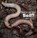What's in the Soil?, RUSTAD,  Martha E. H. - Paperback - 9781474706087