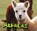 Alpacas, Michelle M. Hasselius - Gebonden - 9781474722407