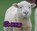 Sheep, Michelle M. Hasselius - Paperback - 9781474722674