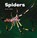 Spiders, AMSTUTZ,  Lisa J. - Paperback - 9781474747837