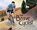 The Brave Cyclist, HOFFMAN,  Amalia - Paperback - 9781474787260
