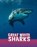 Great White Sharks, Jaclyn Jaycox - Gebonden - 9781474794916