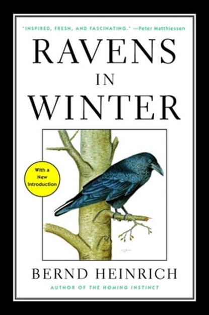 Ravens in Winter, Bernd Heinrich - Ebook - 9781476794570