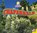 Chaparrals, NUGENT,  Samantha - Paperback - 9781489641700