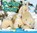 Polar Bear, MACLEOD,  Steve - Gebonden - 9781489665706