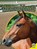 Thoroughbreds, DELL,  Pamela - Paperback - 9781489675958