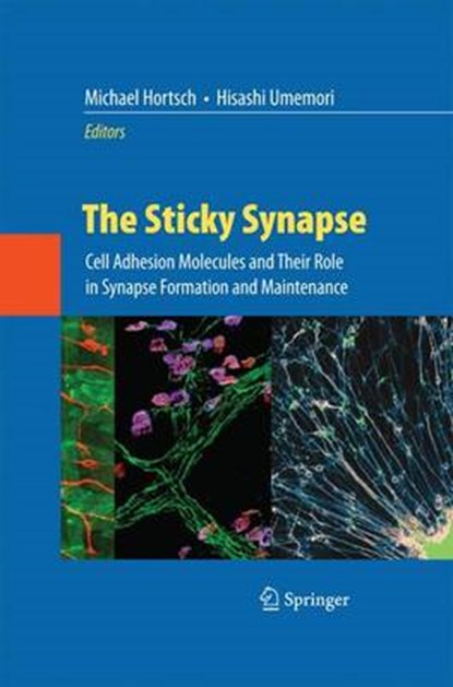 The Sticky Synapse, Michael Hortsch ; Hisashi Umemori - Paperback - 9781489982896