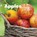 Apples, SHORES,  Erika L. - Paperback - 9781491460139