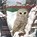 The Christmas Owl, Helen H. Wu - Paperback - 9781492936732