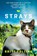 Strays, Britt Collins - Paperback - 9781501125621