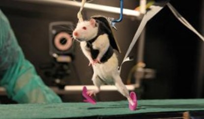 In Experiments With Rats, Antonio Morcillo Lopez - Ebook - 9781507132708