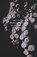 Zoological Surrealism, CAHILL,  James Leo - Gebonden - 9781517902155