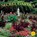 Secret Garden Wall Calendar 2024, Workman Calendars - Paperback - 9781523519026