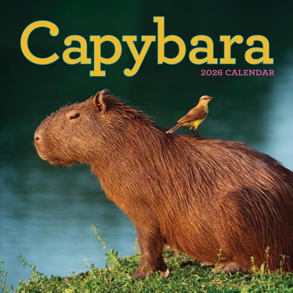 Capybara Wall Calendar 2026, Workman Calendars - Paperback - 9781523531240