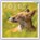 Foxes Square Wall Calendar 2023, niet bekend - Paperback - 9781529827392