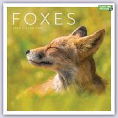 Foxes Square Wall Calendar 2023, niet bekend - Paperback - 9781529827392
