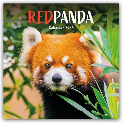 Red Pandas Square Wall Calendar 2026, Carousel Calendar - Paperback - 9781529847918
