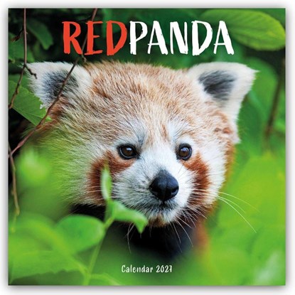 Red Pandas (PFP) W, Carousel Calendar - Paperback - 9781529858143