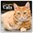 Ginger Cats (PFP) W, Carousel Calendar - Paperback - 9781529858341