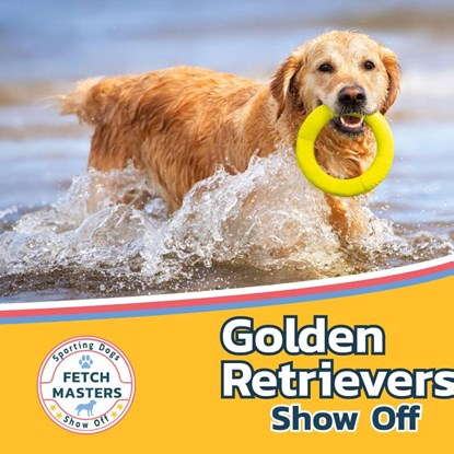 Golden Retrievers Show Off, Sabrina Lakes - Gebonden - 9781532455230