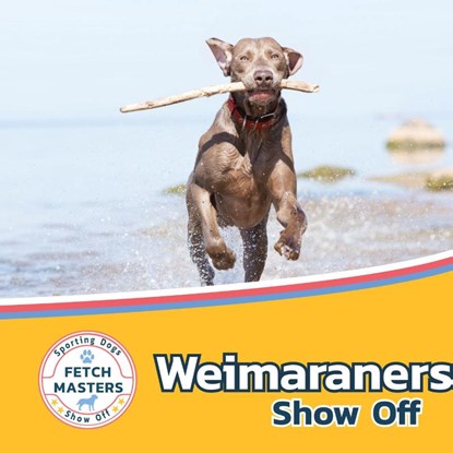 Weimaraners Show Off, Sabrina Lakes - Gebonden - 9781532455315
