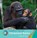 Chimpanzee Babies, GRAY,  Susan H. - Paperback - 9781534161207