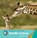 Giraffe Calves, GRAY,  Susan H. - Paperback - 9781534161221