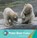 Polar Bear Cubs, GRAY,  Susan H. - Paperback - 9781534161269