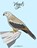Vogels Kleurboek, SNELS,  Nick - Paperback - 9781537045276