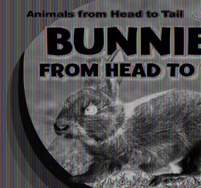 Bunnies from Head to Tail, Emmett Martin - Paperback - 9781538255308