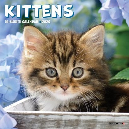 Kittens 2026 Mini Wall Calendar, Willow Creek Press - Paperback - 9781549253638