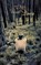 And the Birds Rained Down, Jocelyne Saucier - Paperback - 9781552452684