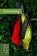 Streaming, Allison Adelle Hedge Coke - Paperback - 9781566893756