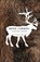 Being Caribou, Karsten Heuer - Paperback - 9781571313089