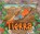 Tierra, TOMECEK,  Steve - Gebonden - 9781580871051