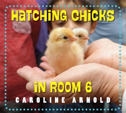 Hatching Chicks in Room 6, Caroline Arnold - Gebonden - 9781580897358