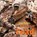 The Hidden Life of a Toad, Doug Wechsler - Gebonden - 9781580897389