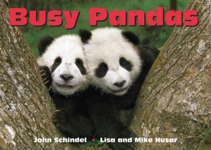 Busy Pandas, John Schindel - Gebonden - 9781582462592