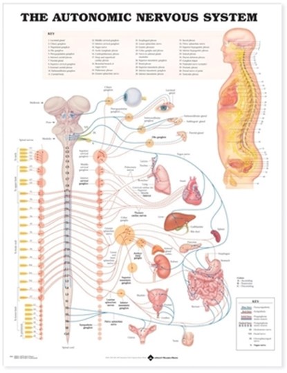 The Autonomic Nervous System Anatomical Chart, Anatomical Chart Company - Gebonden - 9781587790010