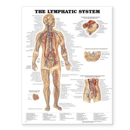 The Lymphatic System Anatomical Chart, Anatomical Chart Company - Gebonden - 9781587790256