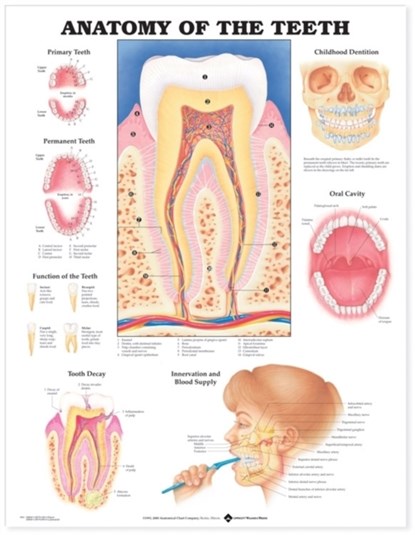 Anatomy of the Teeth Anatomical Chart, Anatomical Chart Company - Gebonden - 9781587791000